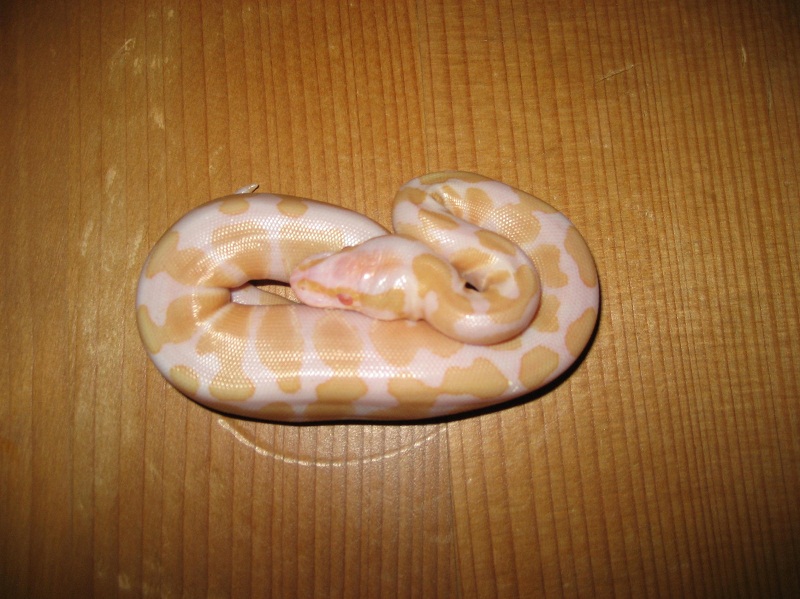 regius albino