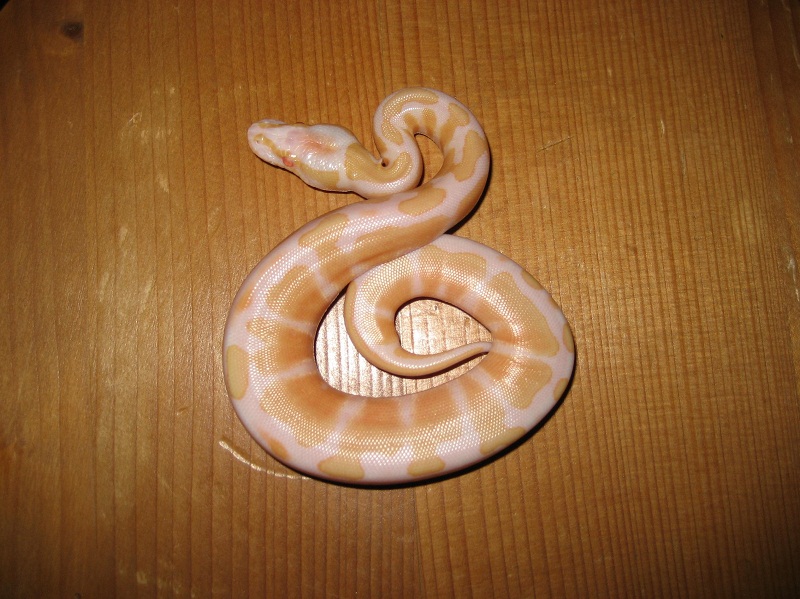 regius albino