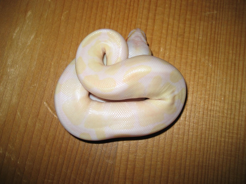 regius albino