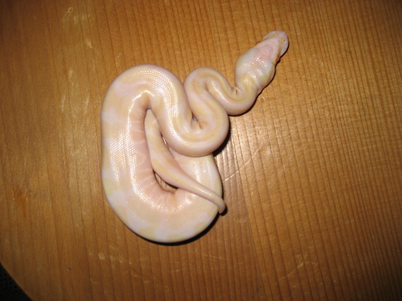 regius albino