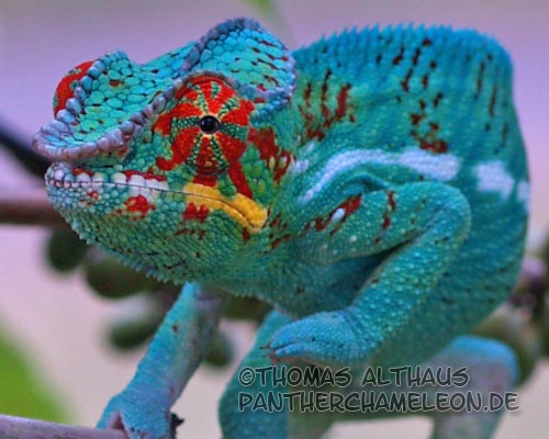 Furcifer pardalis (Nosy Be)