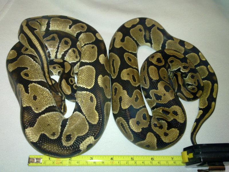 python regius