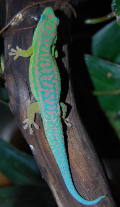 Phelsuma cepediana