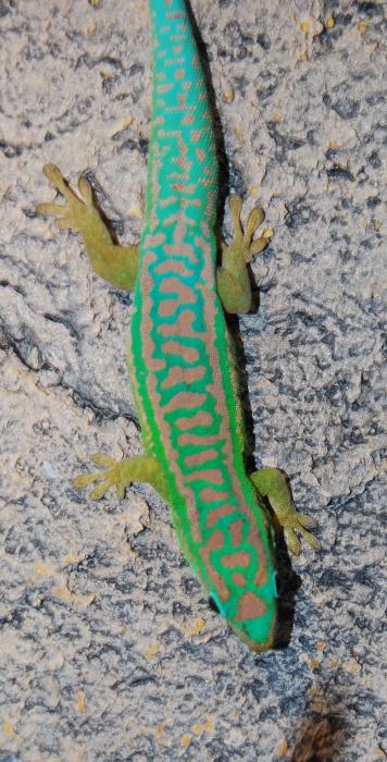 Phelsuma cepediana