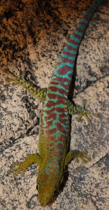 Phelsuma borbonica mater