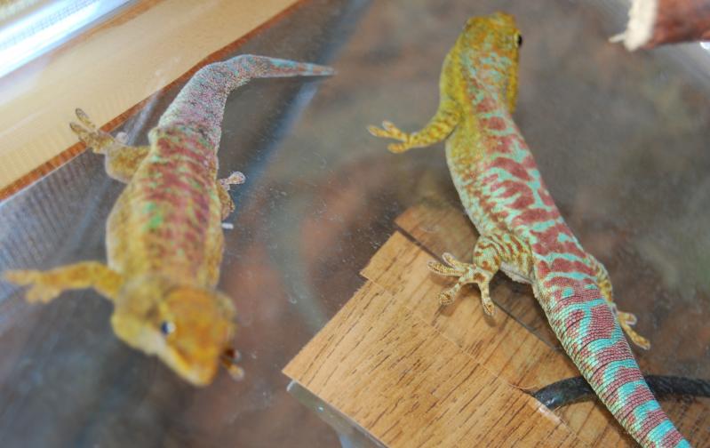 Phelsuma borbonica mater