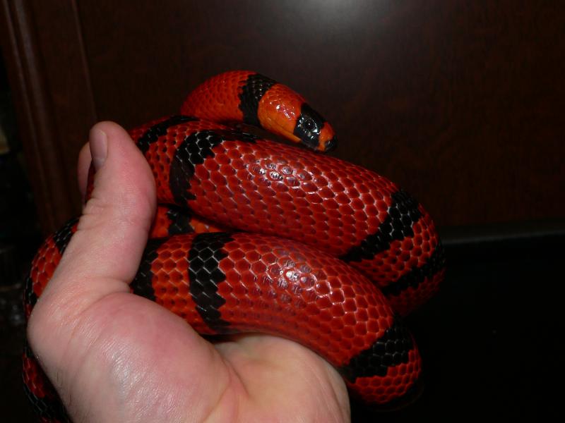 Lampropeltis triangulum  hondurensis Tangerine.