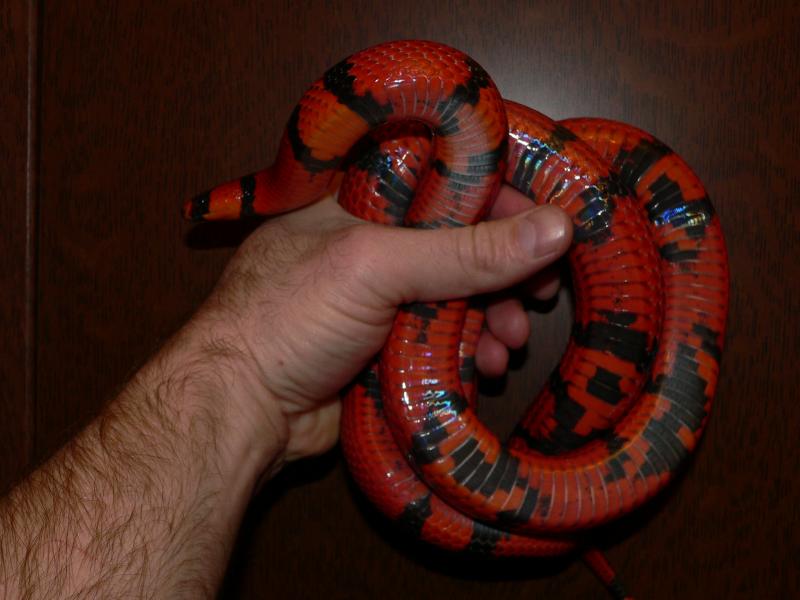 Lampropeltis triangulum  hondurensis Tangerine.