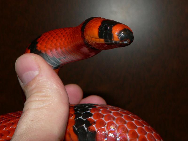 Lampropeltis triangulum  hondurensis Tangerine.