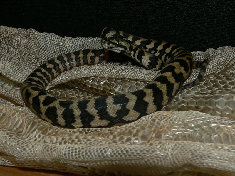 Morelia Spilota Cheynei.