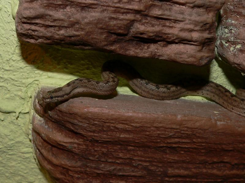 Tropidophis melanurus.