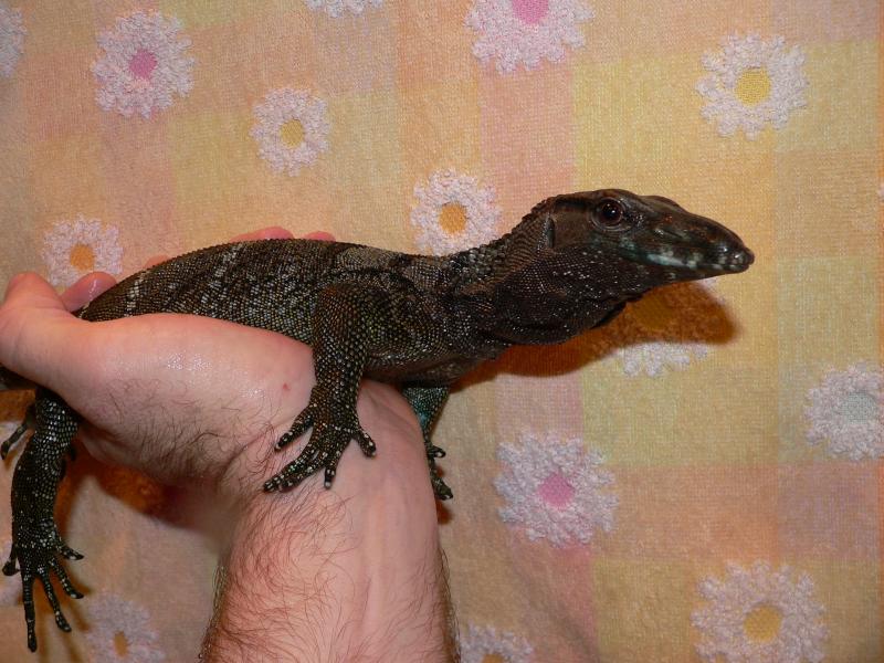 Varanus rudicolis.