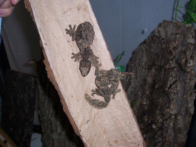 Uroplatus Pietchmanni