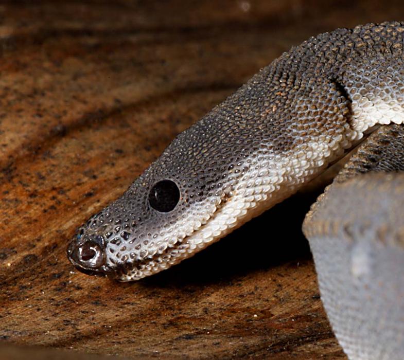 Xenjdermus javanicus, West Java