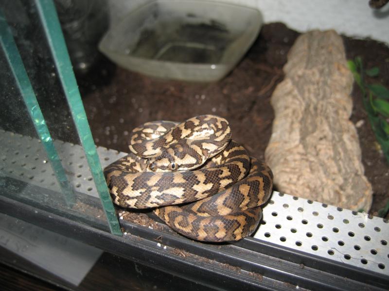 morelia spilota