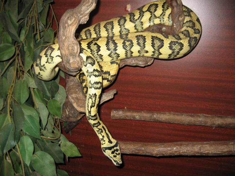 morelia spilota