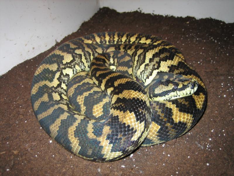 morelia spilota