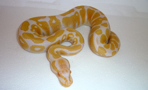 Python regius Albino