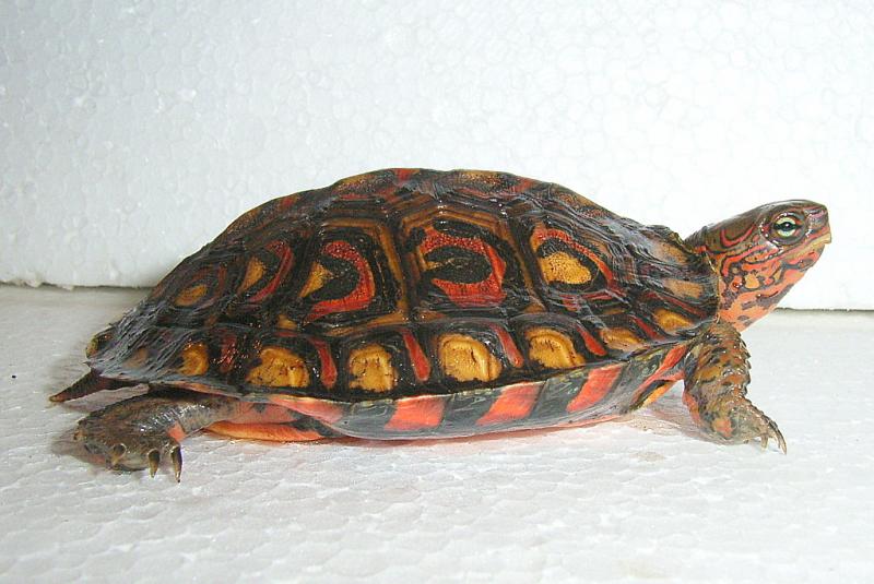 Rhinoclemmys p. manni