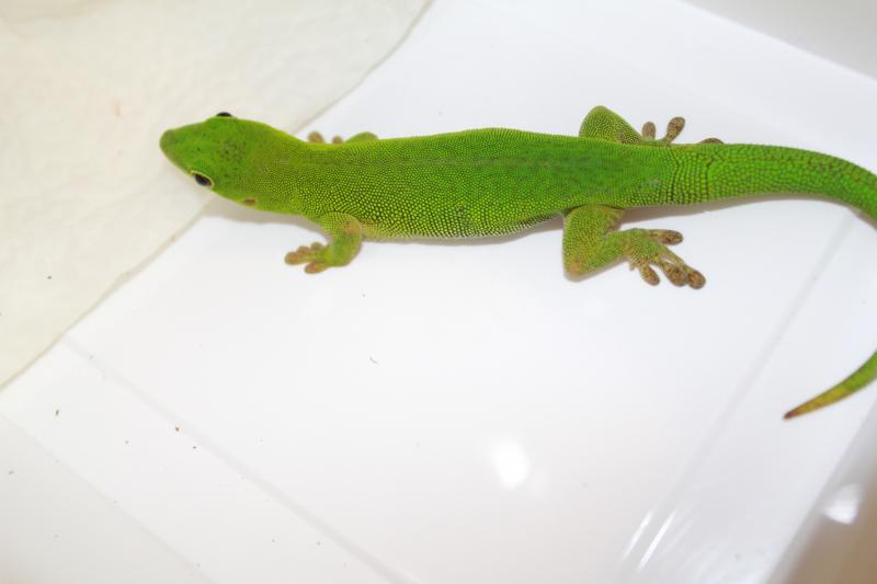 Phelsuma parkeri