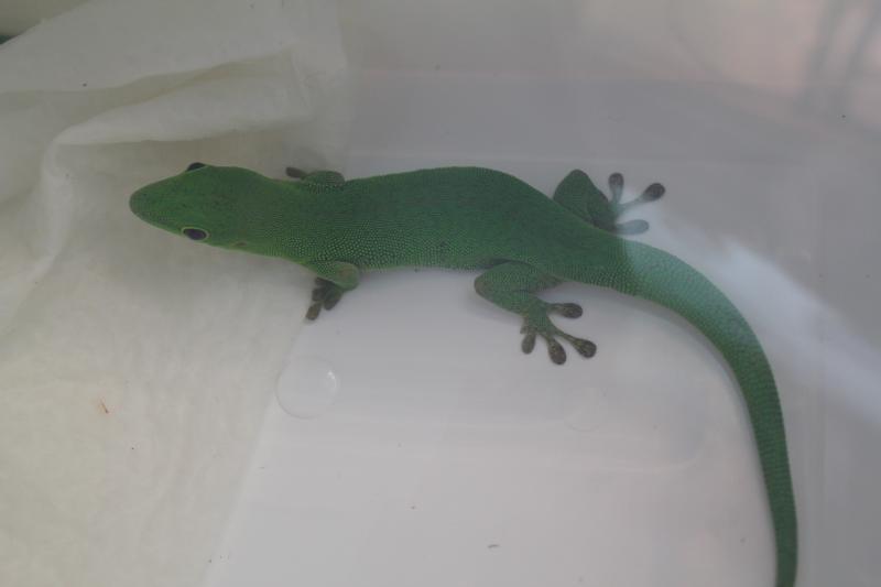 Phelsuma parkeri