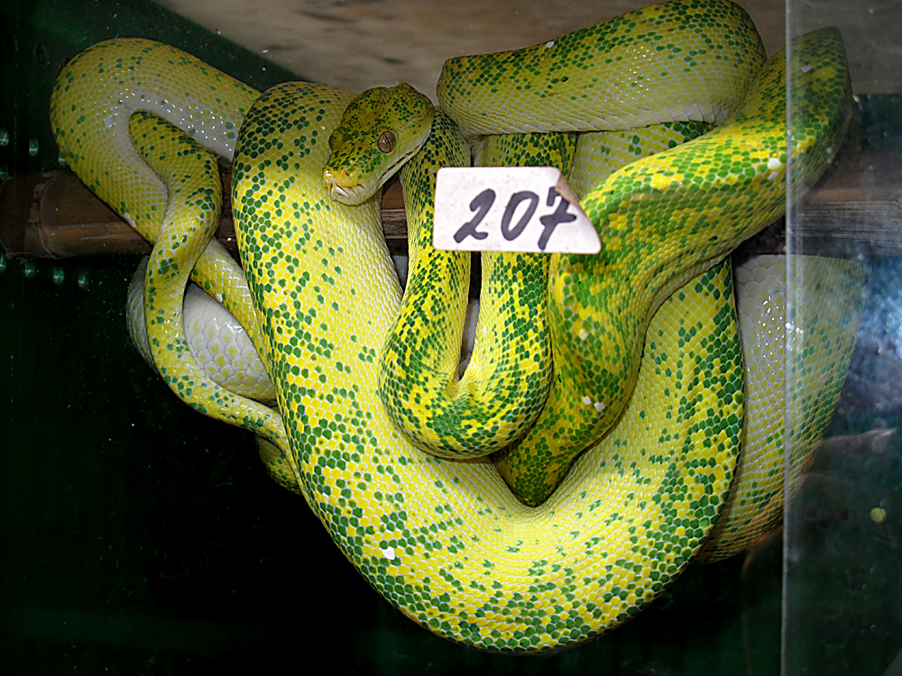 Morelia viridis