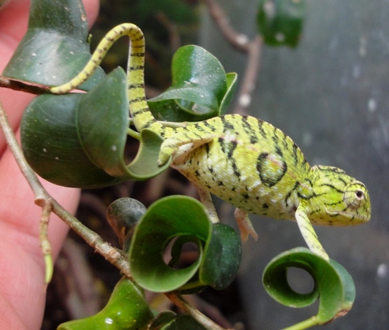 Furcifer lateralis