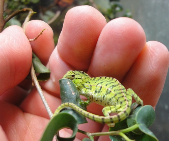 Furcifer lateralis