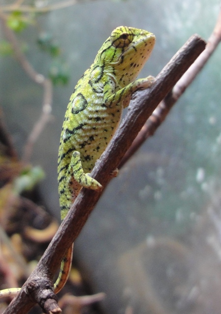 Furcifer lateralis