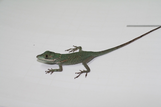 anolis baracoae baby