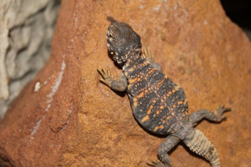 Uromastyx geyri