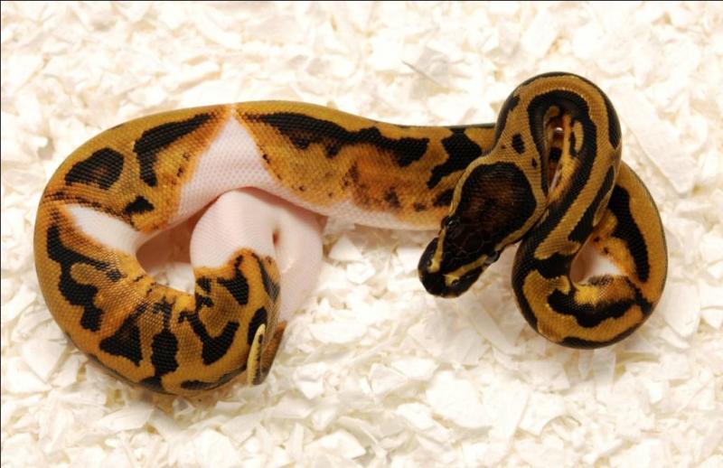 Piebald