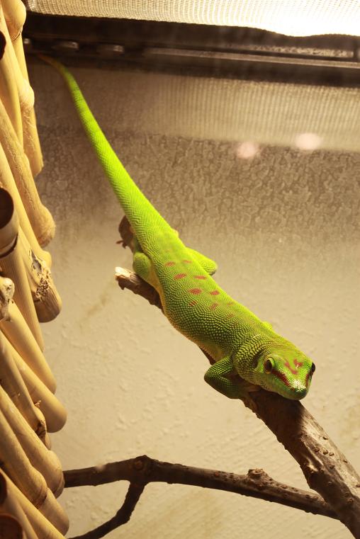 phelsuma