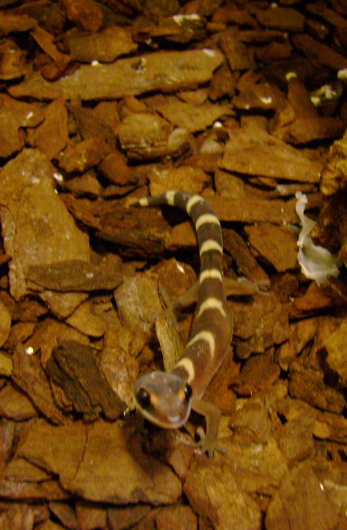 Rhacodactylus ciliatus