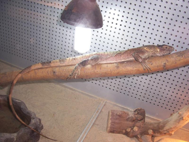 Ctenosaura pectinata2