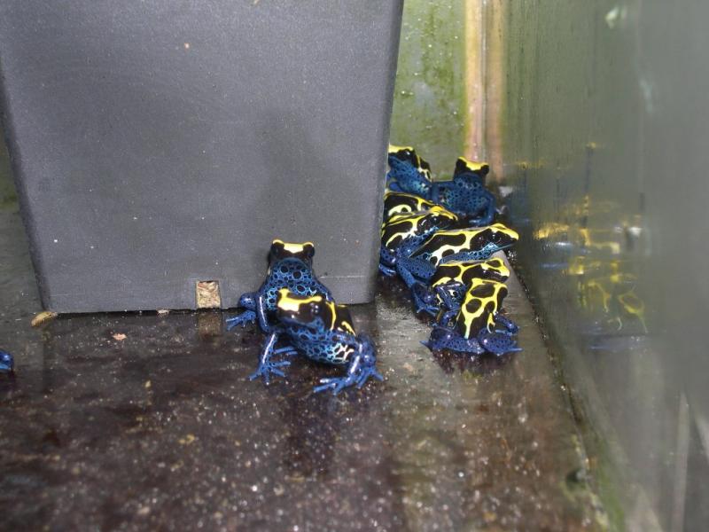 Dendrobates tinctorius1