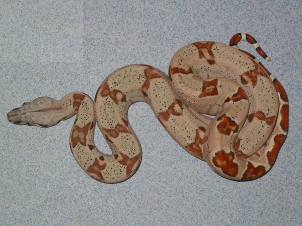 Boa constrictor