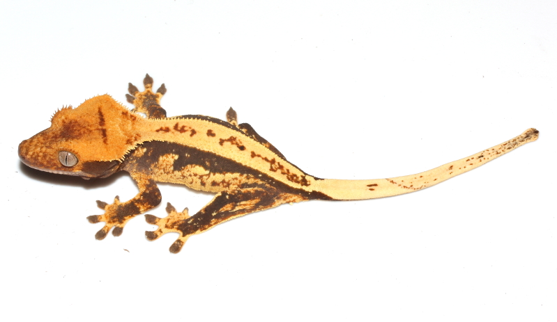 Crested Gecko