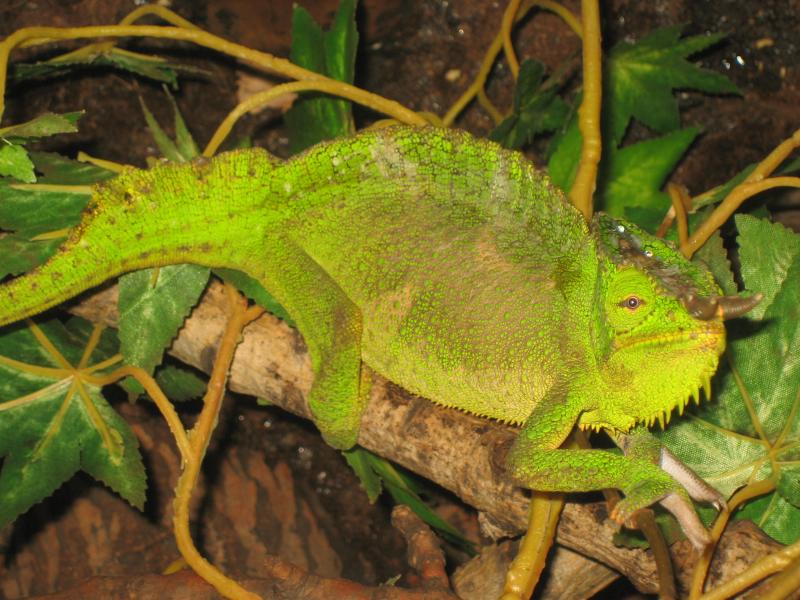 quadricornis