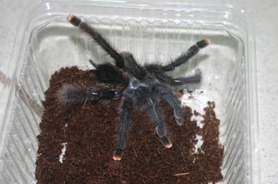 Avicularia avicularia