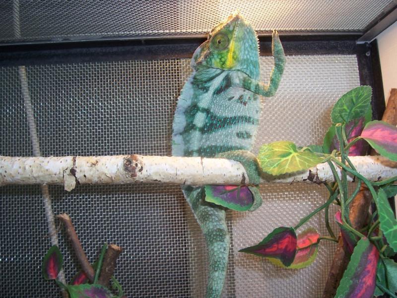 Furcifer pardalis 1