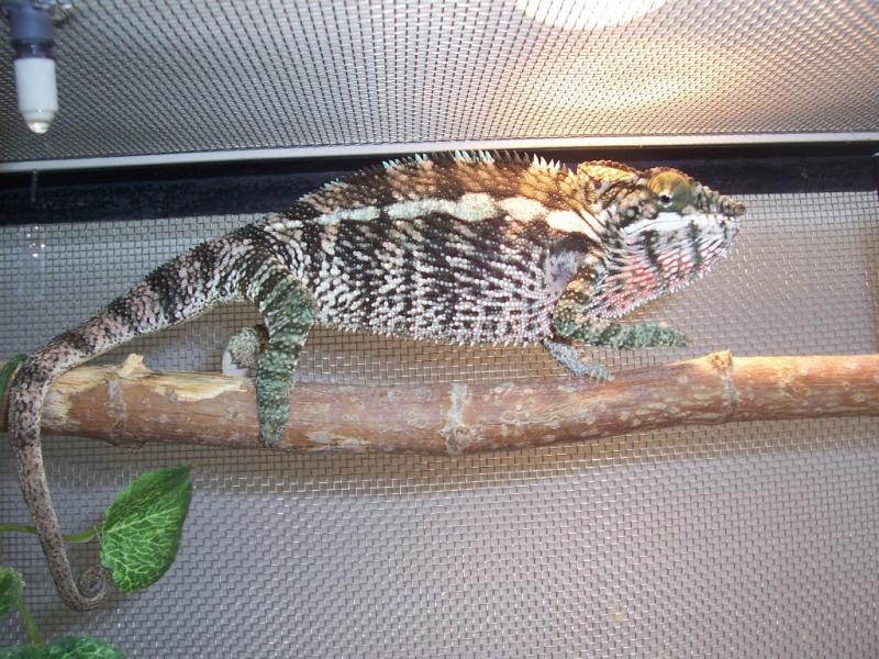 Furcifer pardalis 2