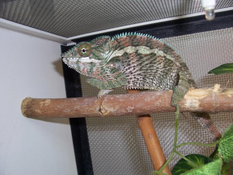 Furcifer pardalis 3