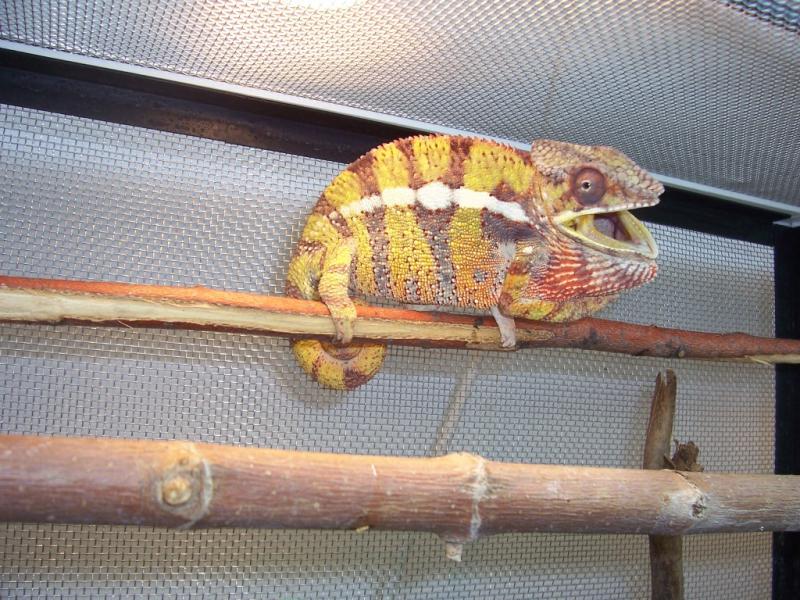 Furcifer pardalis 4