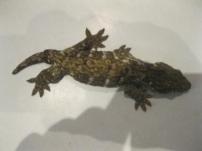 Rhacodactylus leachianus