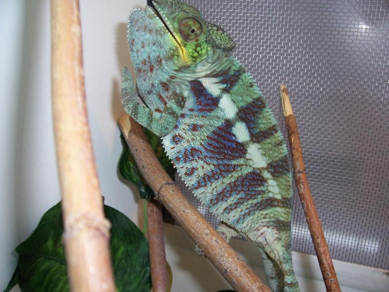 furcifer pardalis Ambanja1