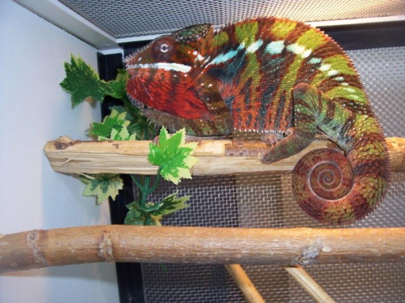 furcifer pardalis Ambilobe1