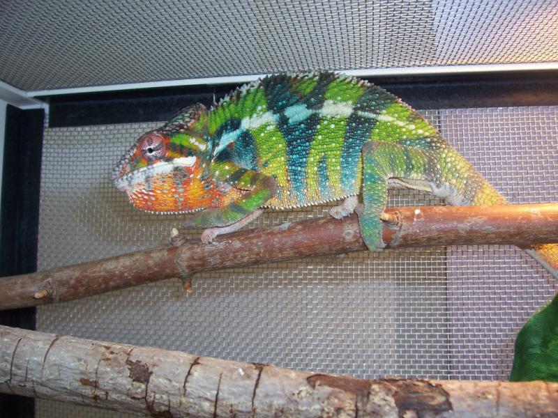 Furcifer pardalis Ambilobe2