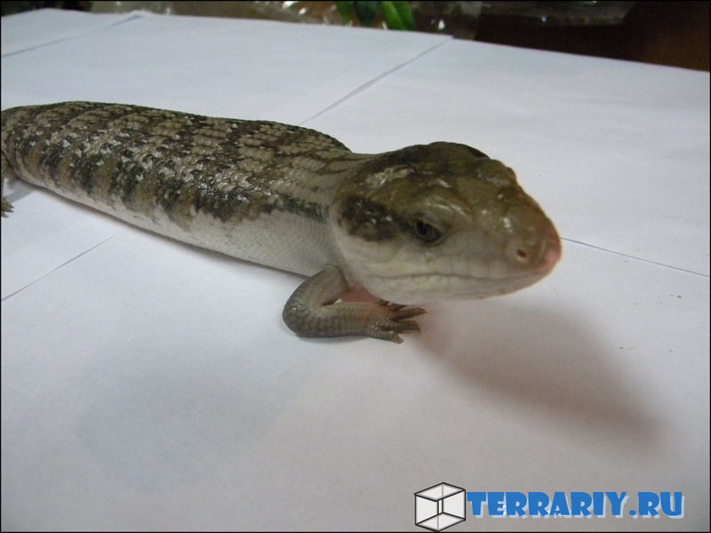 Синеязыкий сцинк (Tiliqua scincoides intermedia)