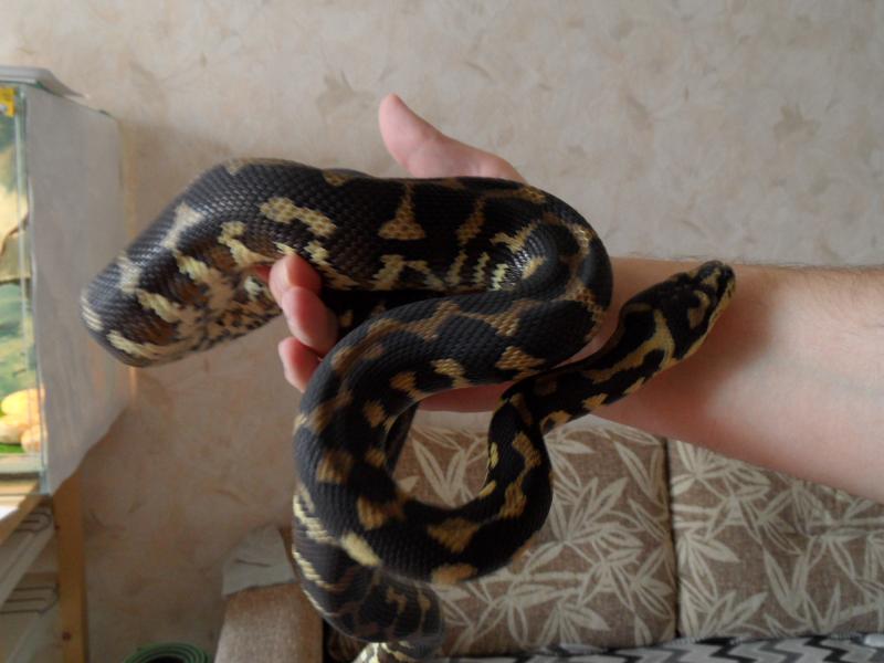 Morelia Spilota variegata